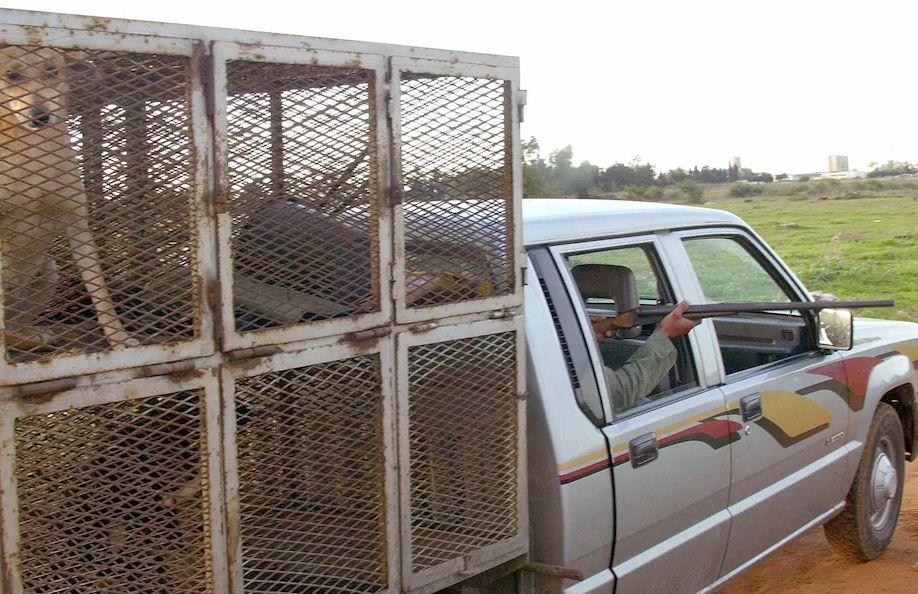 تلغراف: استعدادا لكأس العالم، قتل الكلاب الضالة على نطاق واسع في المغرب أثار استياء جميع مناحي الحياة